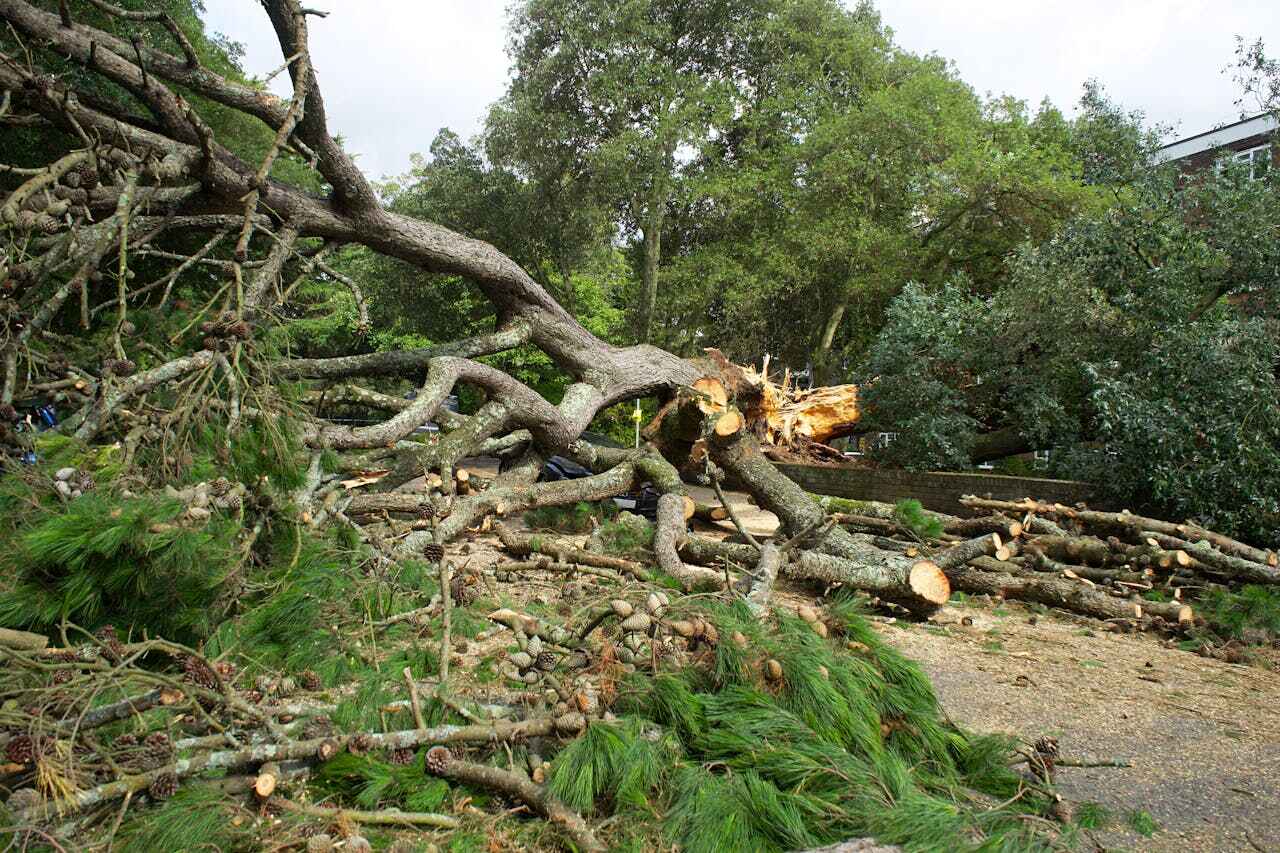 Large Tree Removal in South Brooksville, FL